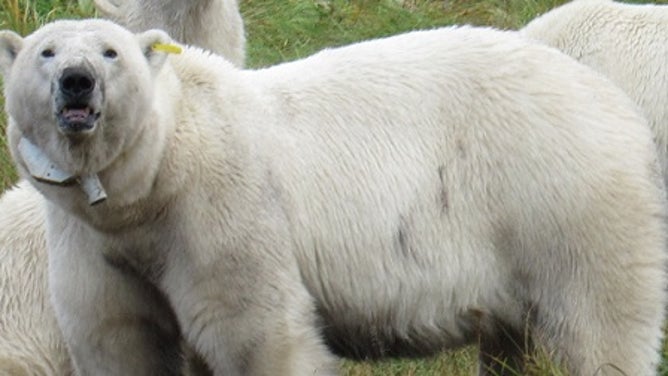 A polar bear wearing an Argos tracking collar. 