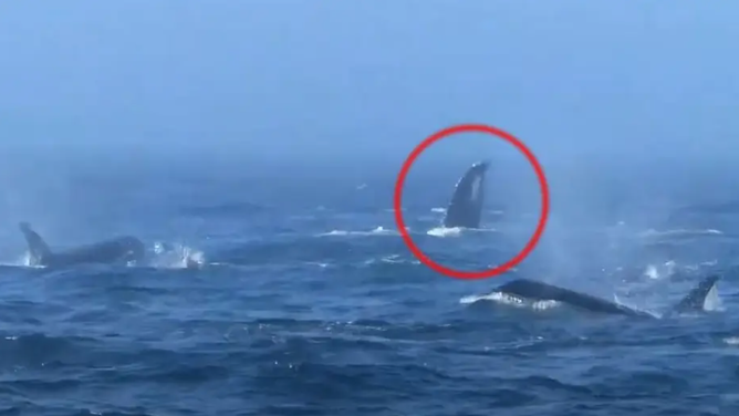 Whale confrontation in Washington