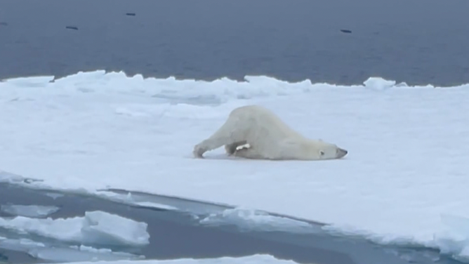 The polar bear scoots across the ice.