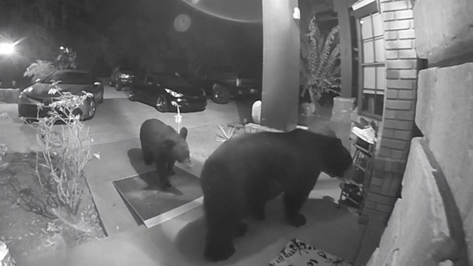 Two bears on the porch of an Apopka, Florida home.
