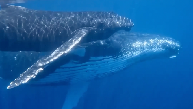 The humpback whale and her calf.