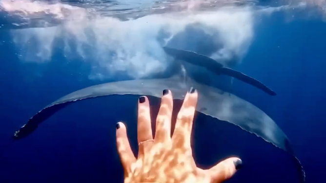 Sarriá reaching out to the whales and they swim away. Sarriá experienced the dive while on a trip with Shadowpalm Maldives.