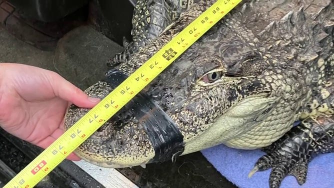 A video from the Pierce County Sheriff’s Department in Washington shows deputies and animal control officers wrangling and removing an alligator that measured nearly 7 feet long from a shipping container found on a residents property earlier this week.