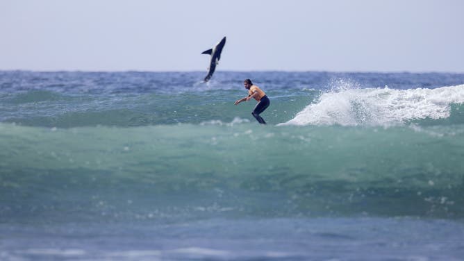 A shark jumps out of the water behind the surfer.