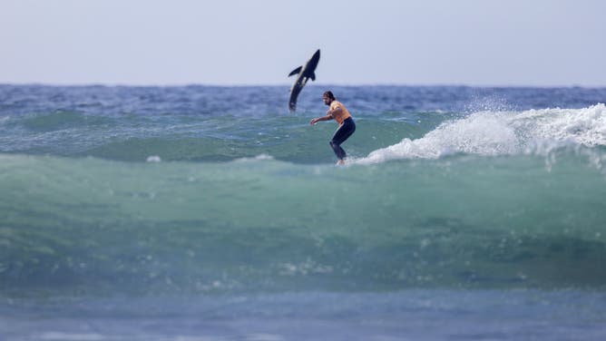 A shark jumps out of the water behind the surfer.