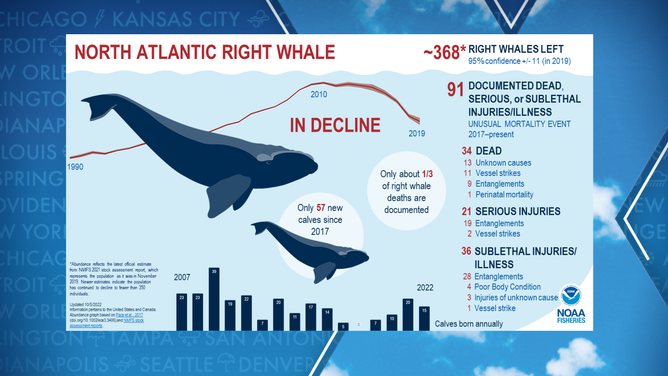 Right whale count