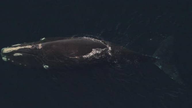 North Atlantic right whale