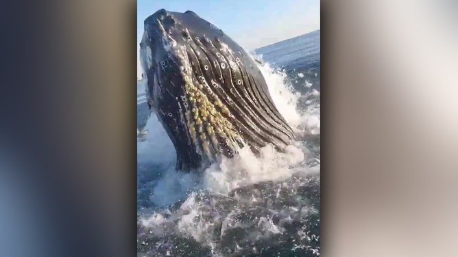 Whale breaches next to NJ fishermen