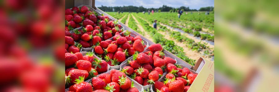 Sweet news for consumers: Fall strawberry production unfazed by weather extremes