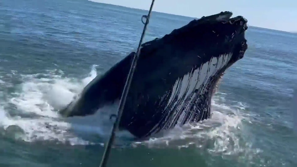 Two groups of fishermen got quite a surprise off the coast of New Jersey last week when humpback whales breached right next to their boats.