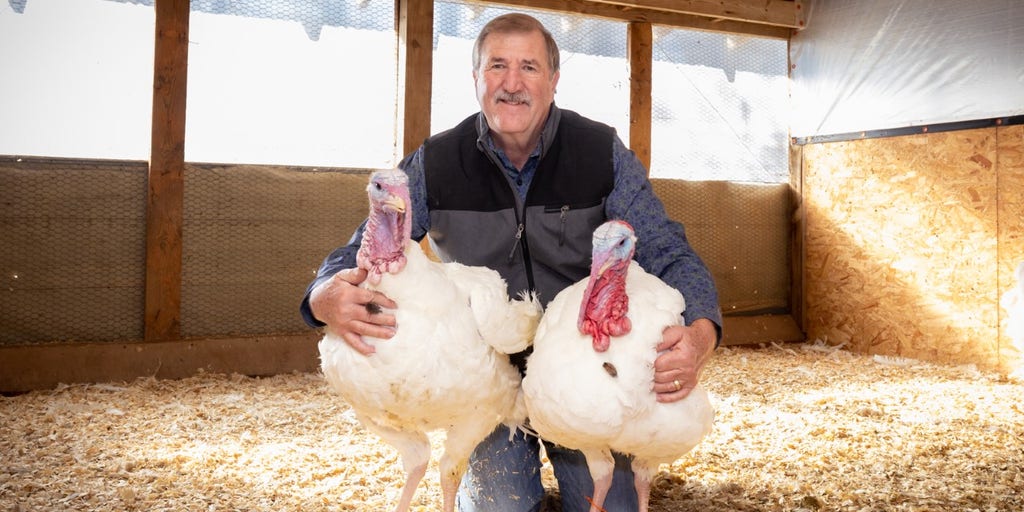 North Carolina turkeys will receive presidential pardon under sunny skies