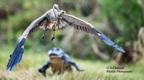 Florida photographer captures amazing shot of heron flying off with baby alligator in mouth