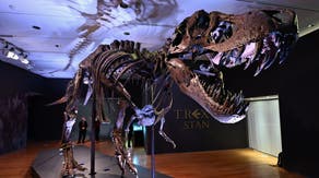 First-known foot bone of a baby T. rex found stashed in pile of fossils after being mistakenly identified