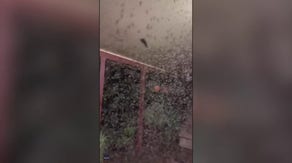 Watch: Swarm of bloodsucking mosquitoes cloud home amid heavy rain