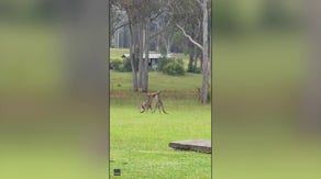 'We're all family now!': Australian wedding ceremony delayed due to feisty fighting kangaroos