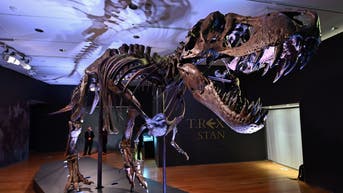 Misidentified museum fossil turns out to be a rare baby T. rex foot bone - Fox News