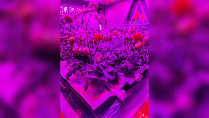 ‘Red Robin’ dwarf tomato growing in Veggie hardware at the Kennedy Space Center.