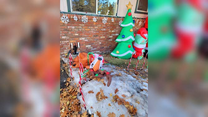 bear attacks inflatable reindeer