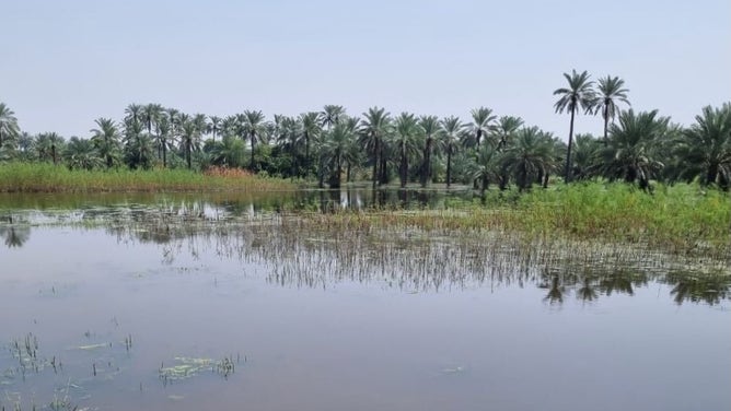A still-flooded portion of the Qadri farm in Pakistan.