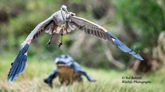 A photo shows a Great Blue Heron jumping onto a road with a baby alligator in its mouth.