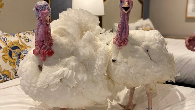 Turkeys Chocolate and Chip in Washington, D.C. to receive the presidential pardon.