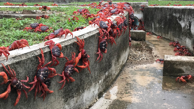 FILE - CHRISTMAS ISLAND - NOVEMBER 23: In this handout image provided by Parks Australia, thousands of red crabs are seen walking in a drain on November 23, 2021 in Christmas Island. The annual migration of red crabs begins with first rains of the wet season on Christmas Island, usually around October or November. Millions of the red crabs make their way across the island to the ocean to mate and spawn.