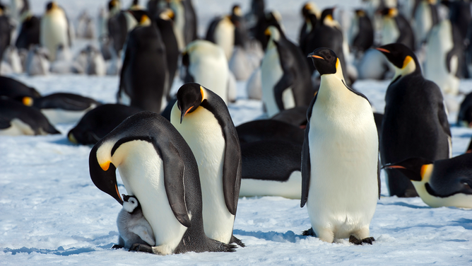 FILE - ANTARCTICA - 2010/01/01: Antarctica, Weddell Sea, Snow Hill Island, Emperor Penguins Aptenodytes forsteri, Adult Penguins Trying To Kidnap Chick.