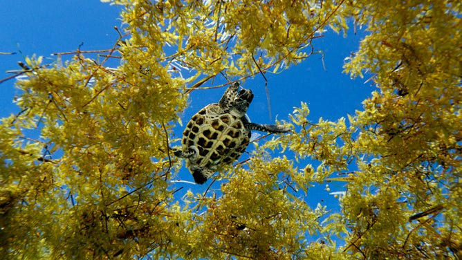 Hawksbill turtle in sargassum weed near Florida.