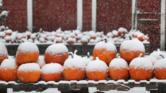 Snow falls on pumpkins.