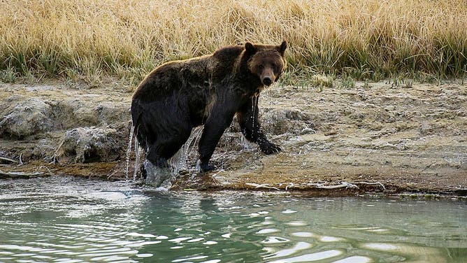 grizzly bear