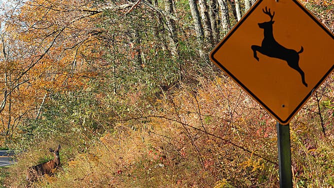 Deer crosses a roadway