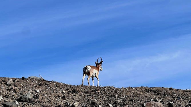 Yellowstone National Park 2022