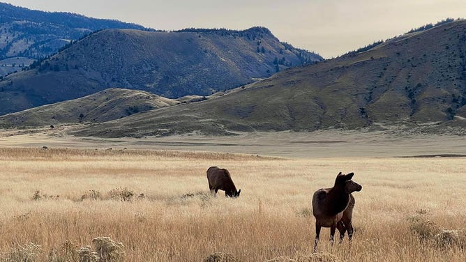 Yellowstone National Park 2022