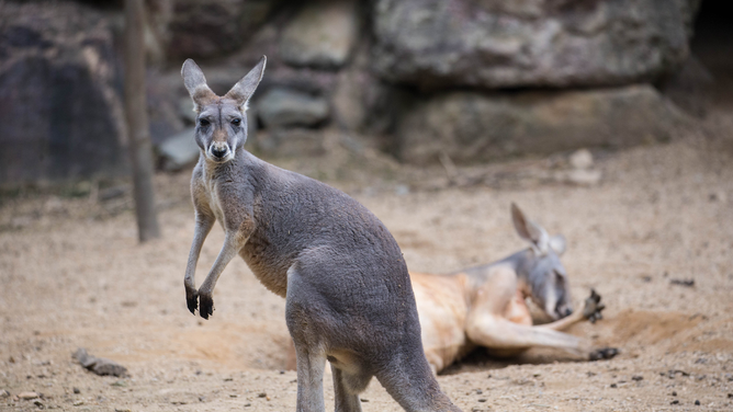 FILE - A kangaroo looks at the camera in Hangzhou Zoo on September 21, 2015 in Hangzhou, Zhejiang Province of China.