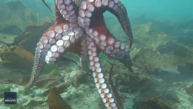 Octopus wraps itself around diver's camera