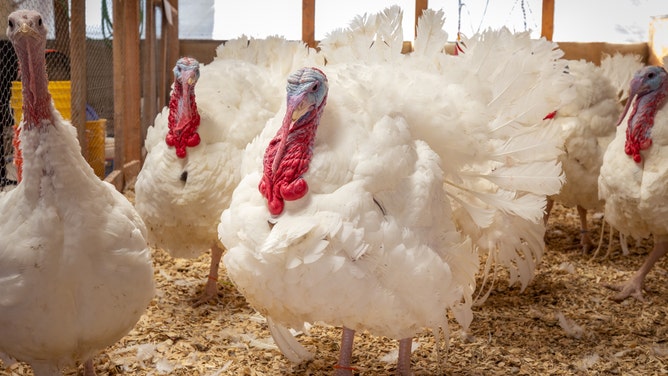 Presidential turkeys.