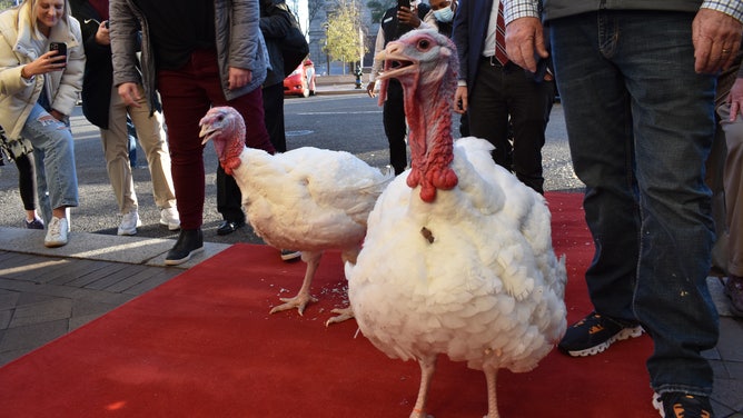 Turkeys Chocolate and Chip in Washington, D.C. to receive the presidential pardon.