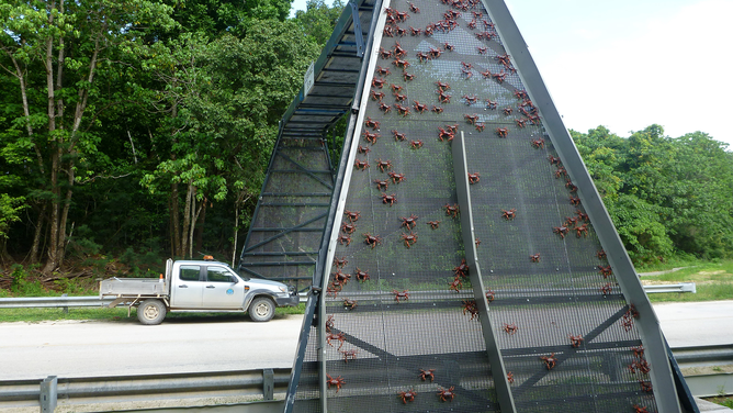 FILE - CHRISTMAS ISLAND - NOVEMBER 23: In this handout image provided by Parks Australia, thousands of red crabs are seen walking over a crab bridge on November 23, 2021 in Christmas Island. The annual migration of red crabs begins with first rains of the wet season on Christmas Island, usually around October or November. Millions of the red crabs make their way across the island to the ocean to mate and spawn.