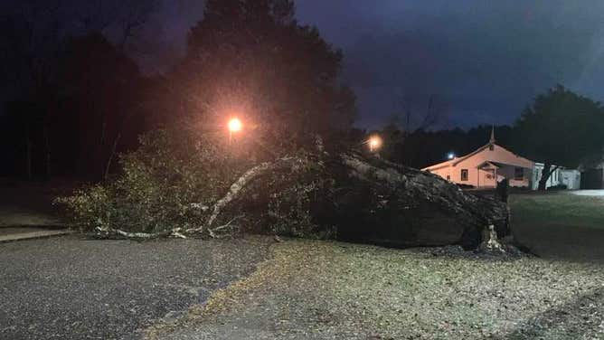 A tree was blown over by strong winds in Bassfield, MS on Tuesday, Nov. 29, 2022.