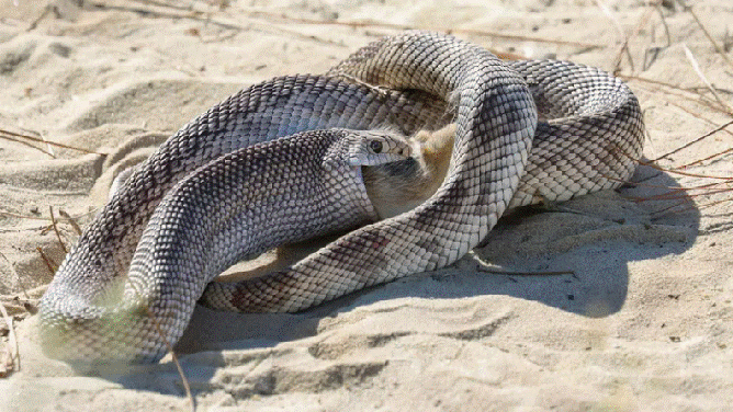 Photo captures moment rare Florida pine snake devours cottontail rabbit