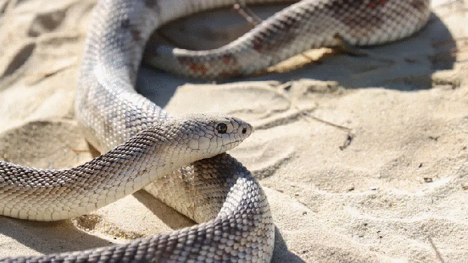 Florida pine snake