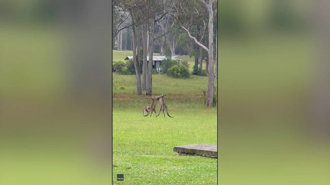A photo shows two kangaroos fighting ahead of a wedding ceremony in Australia.