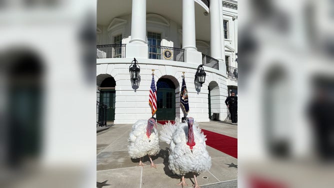 Turkeys Chocolate and Chip in Washington, D.C. to receive the presidential pardon.