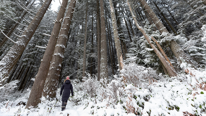 FILE - PORT MOODY, BRITISH COLUMBIA - DECEMBER 26: A woman walks through a snow-covered forest on December 26, 2021 in Port Moody, British Columbia, Canada.