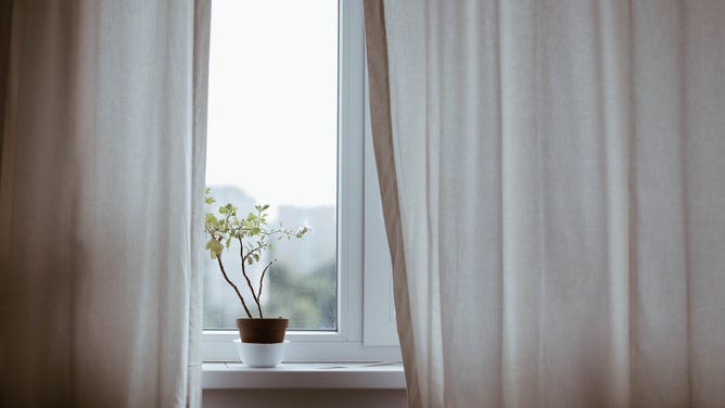 Window curtains frame a potted plant.