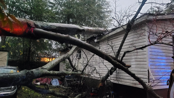 A picture shows a tree that fell on an RV during severe weather in Eufaula, Alabama.
