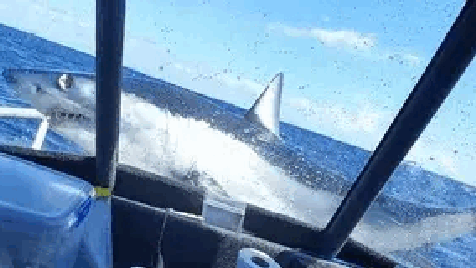 Shark Lands on New Zealand Fishing Vessel