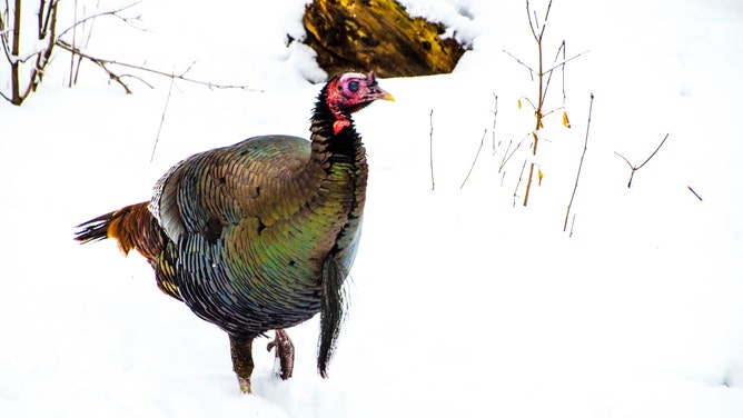 Turkey in the snow