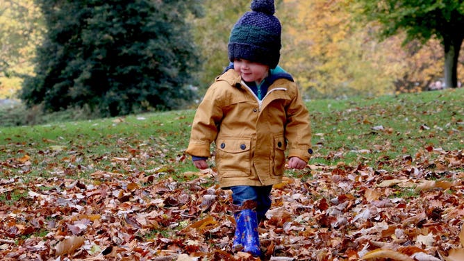 A little boy walks through a yard covered in leaves.