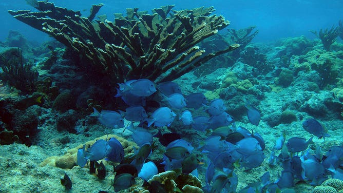 School of blue tangs